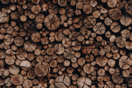 Bestand An Holzstämmen Mit Kratzern