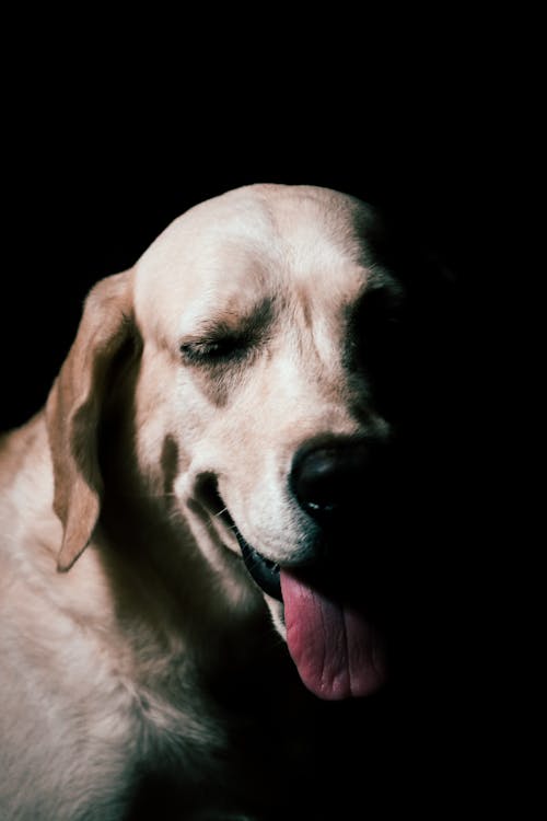 Free Labrador Retriever With Black Background Stock Photo