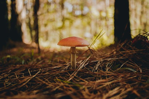 Small mushroom among trees and grass on blurred background of woods on sunny day
