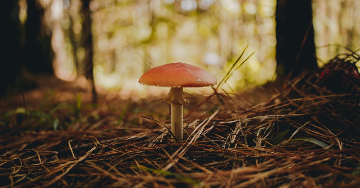How to grow mushrooms on tree stumps