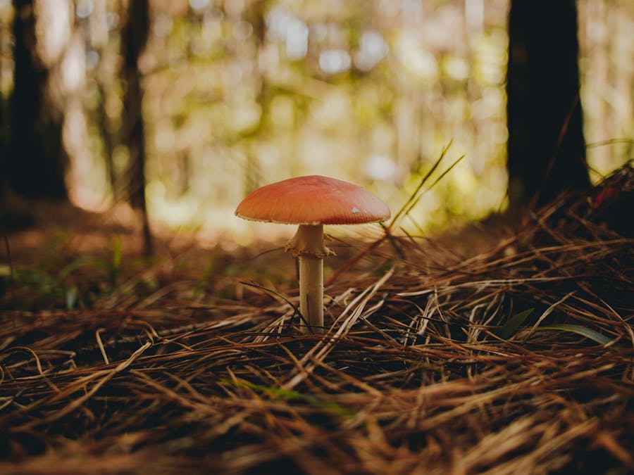 Photo by João Vítor Heinrichs