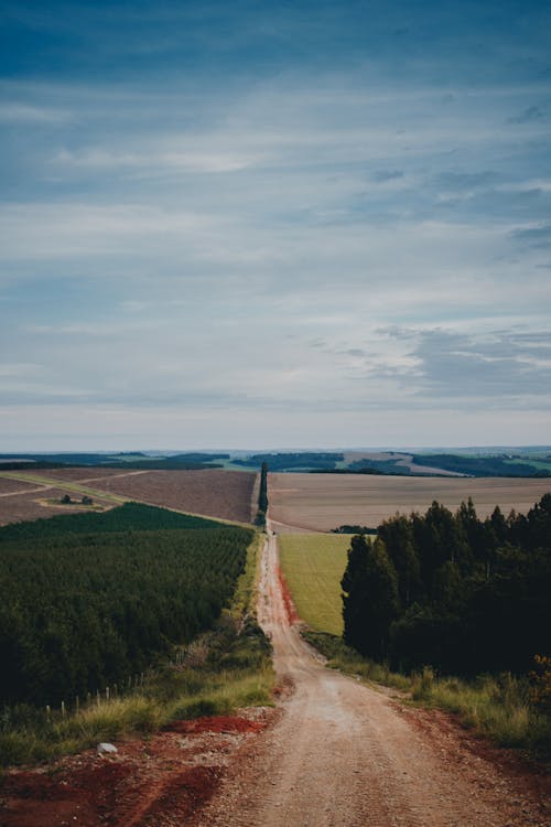 Foto d'estoc gratuïta de arbres, camí de carro, camp