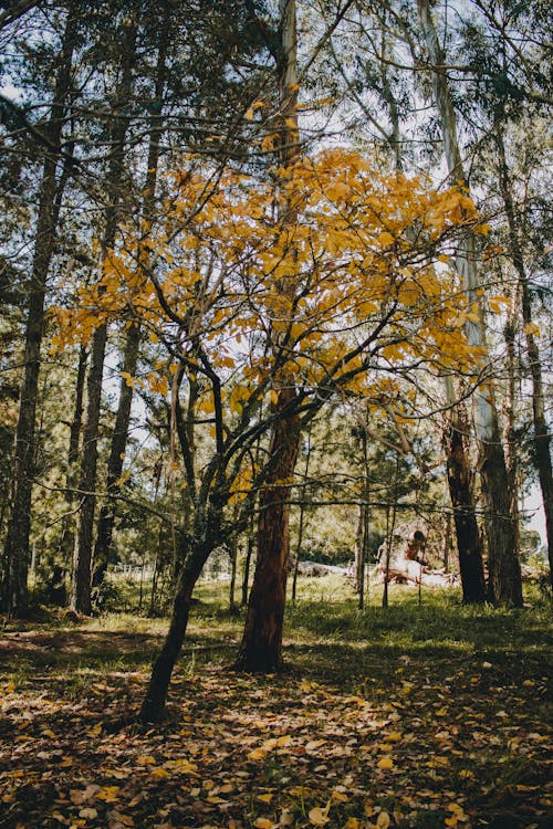cor do outono, natureza, 阿尔沃雷多 的 免费素材图片