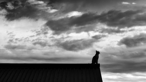 Free stock photo of cat, clouds, gatto