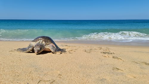 dalga, deniz, Deniz kaplumbağası içeren Ücretsiz stok fotoğraf
