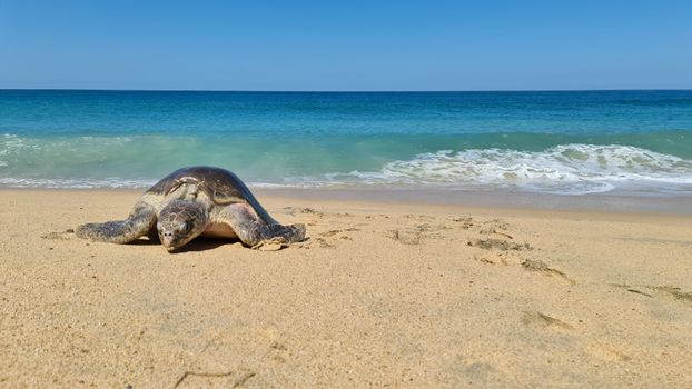A sea turtle relaxing on a sandy beach in Michoacán, Mexico by the ocean.