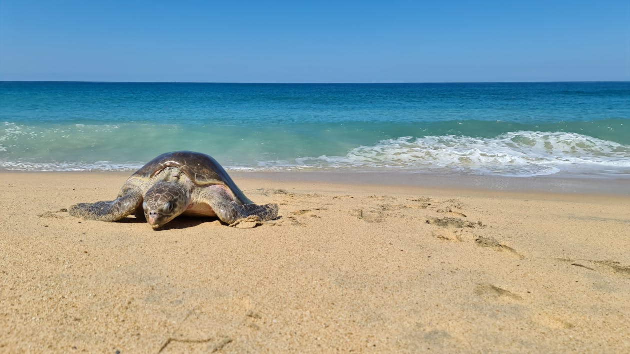 Sea Turtle on the Beach