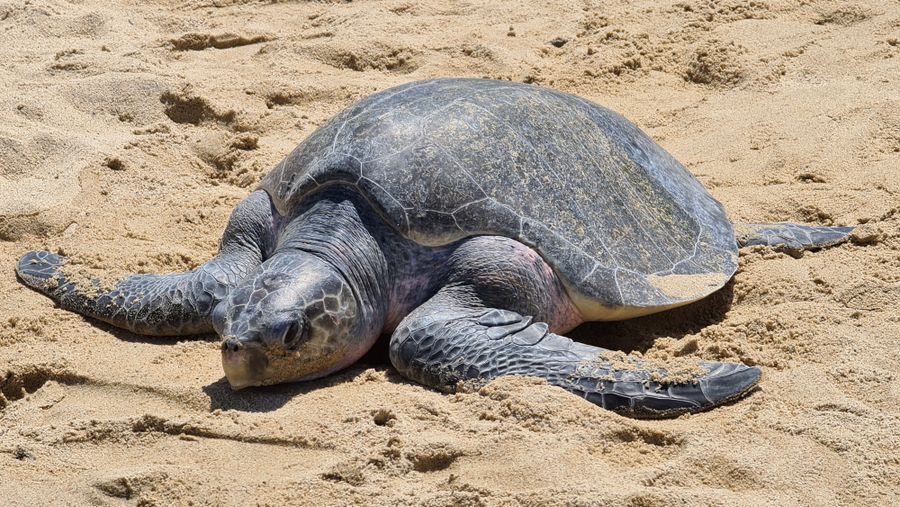 Olive Ridley Nesting Beach photo 3
