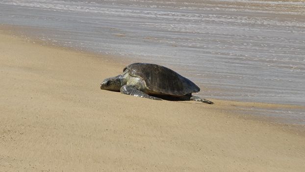 Olive Ridley turtle basking on sandy beach in Mich., Mexico.