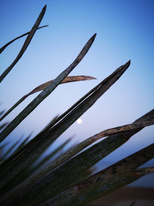 Gratis stockfoto met agave, agave tequilana, bladeren