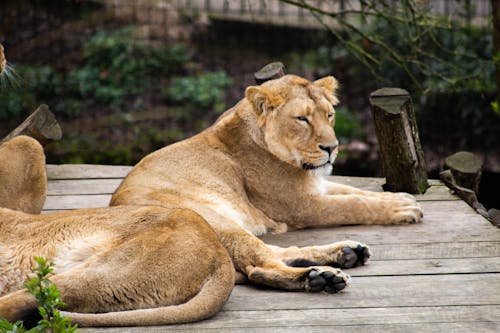 Ücretsiz aslanlar, dişi aslan, doğa içeren Ücretsiz stok fotoğraf Stok Fotoğraflar