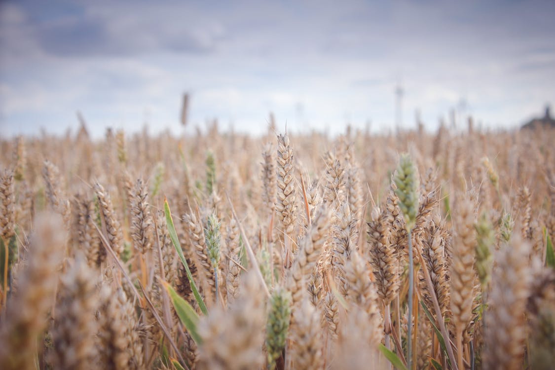 Gratis stockfoto met akkerland, boerderij, detailopname