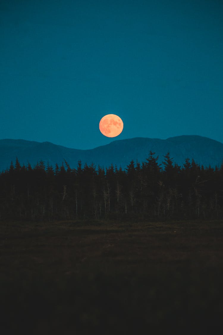 Silhouette Of Trees Under Full Moon