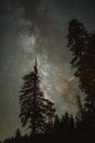 拍摄夜晚宁静森林上空的流星和银河系