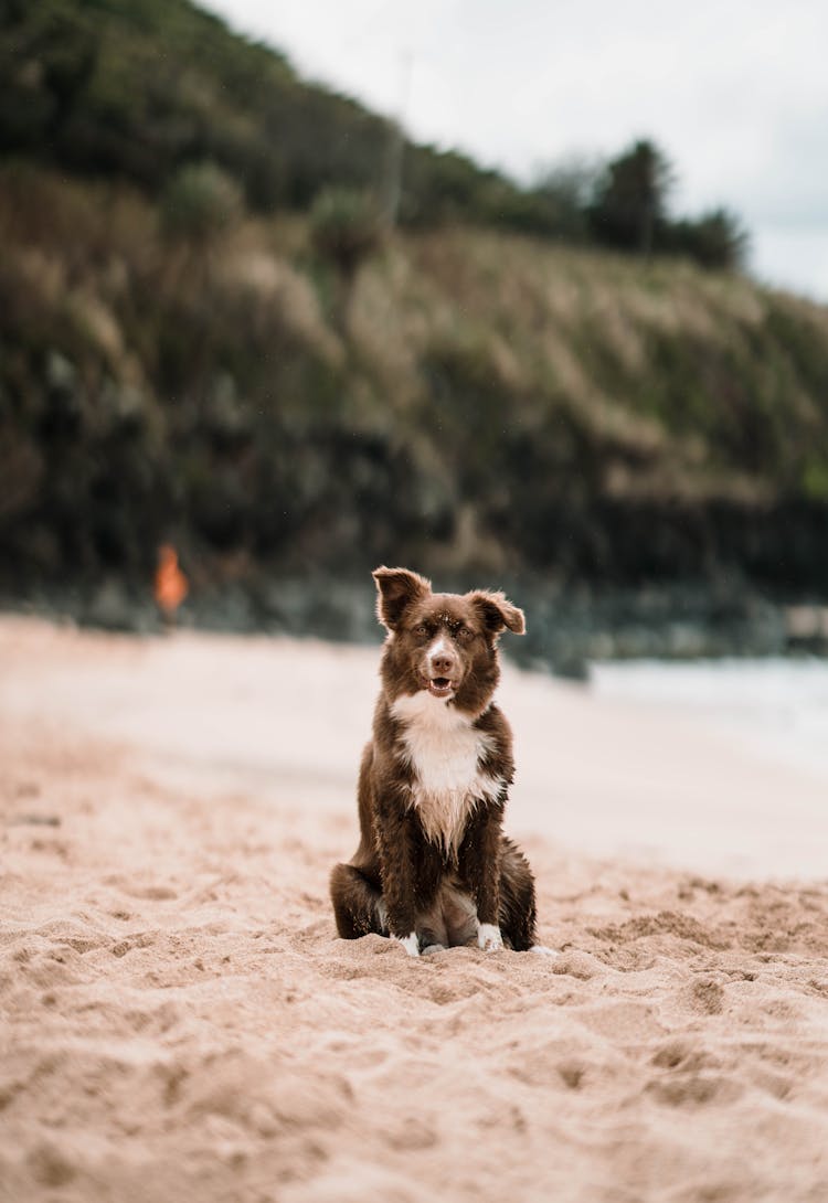 Curious Dog Sitting On Sandy Beach