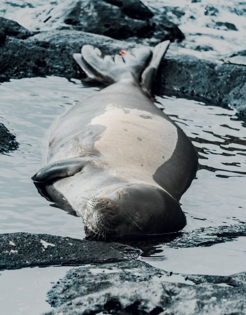 Free Close-up of a seal lying asleep on rocky shoreline, showcasing marine habitat. Stock Photo