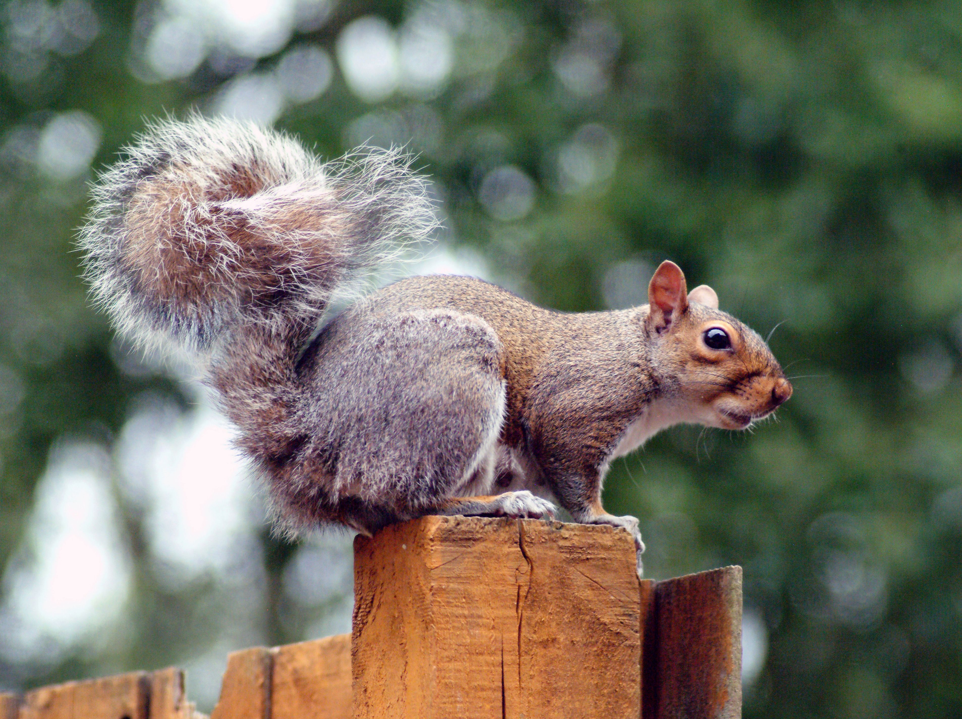 Captivating close-up shot of a squirrel perched on a wooden fence in Biddulph, England, showcasing its fluffy tail.
