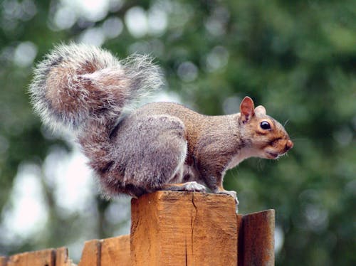 Δωρεάν στοκ φωτογραφιών με sciuridae, άγρια φύση, άγριος