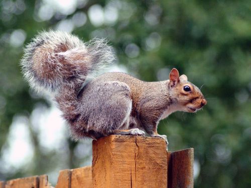 Free Captivating close-up shot of a squirrel perched on a wooden fence in Biddulph, England, showcasing its fluffy tail. Stock Photo