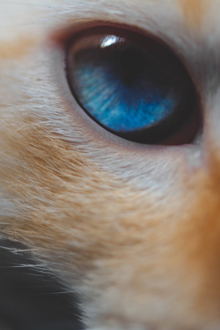 Calm Cat With Bright Blue Eyes