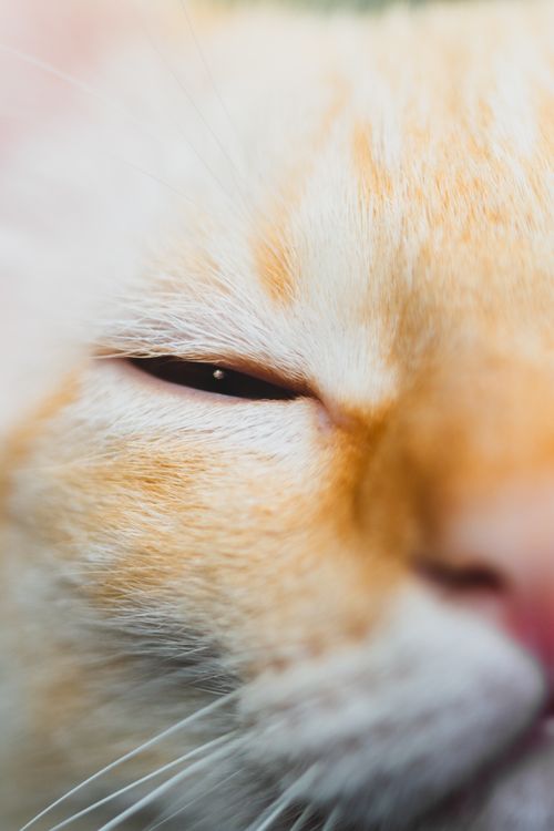 Free Closeup of muzzle of domestic red cat with white spots and narrowed eyes Stock Photo
