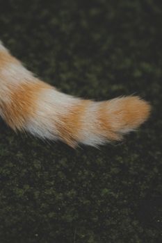 一只带有白色条纹的长尾红猫在模糊背景下的特写镜头
