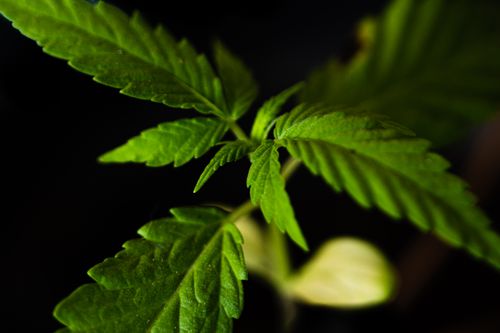 Free From above of small fresh green leaves of green plant growing against black background Stock Photo