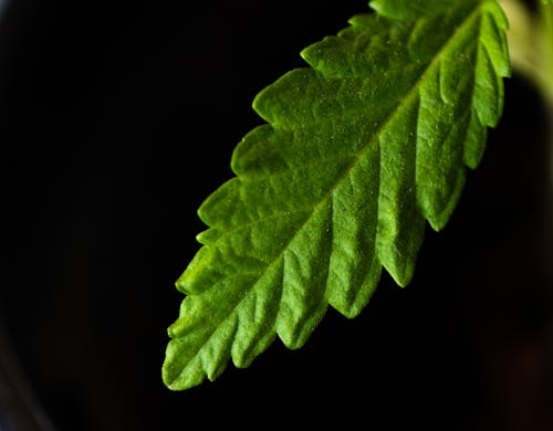 Closeup of small green leaf growing on plant against black blurred background