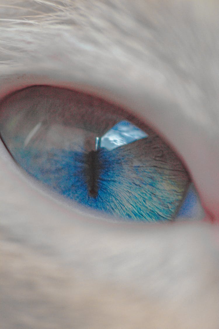 White Cat With Blue Eyes