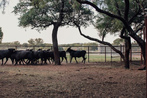 Photos gratuites de agriculture, animal, arbre