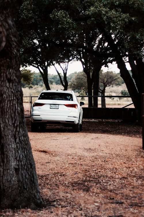 Modern white car on beige ground under tall trees with thick trunks and dark green foliage in daytime