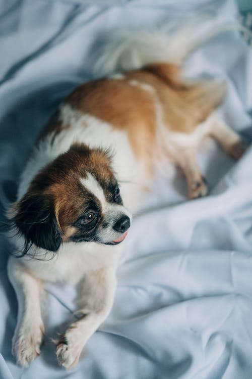 Free White and Brown Short Coated Dog on White Textile Stock Photo