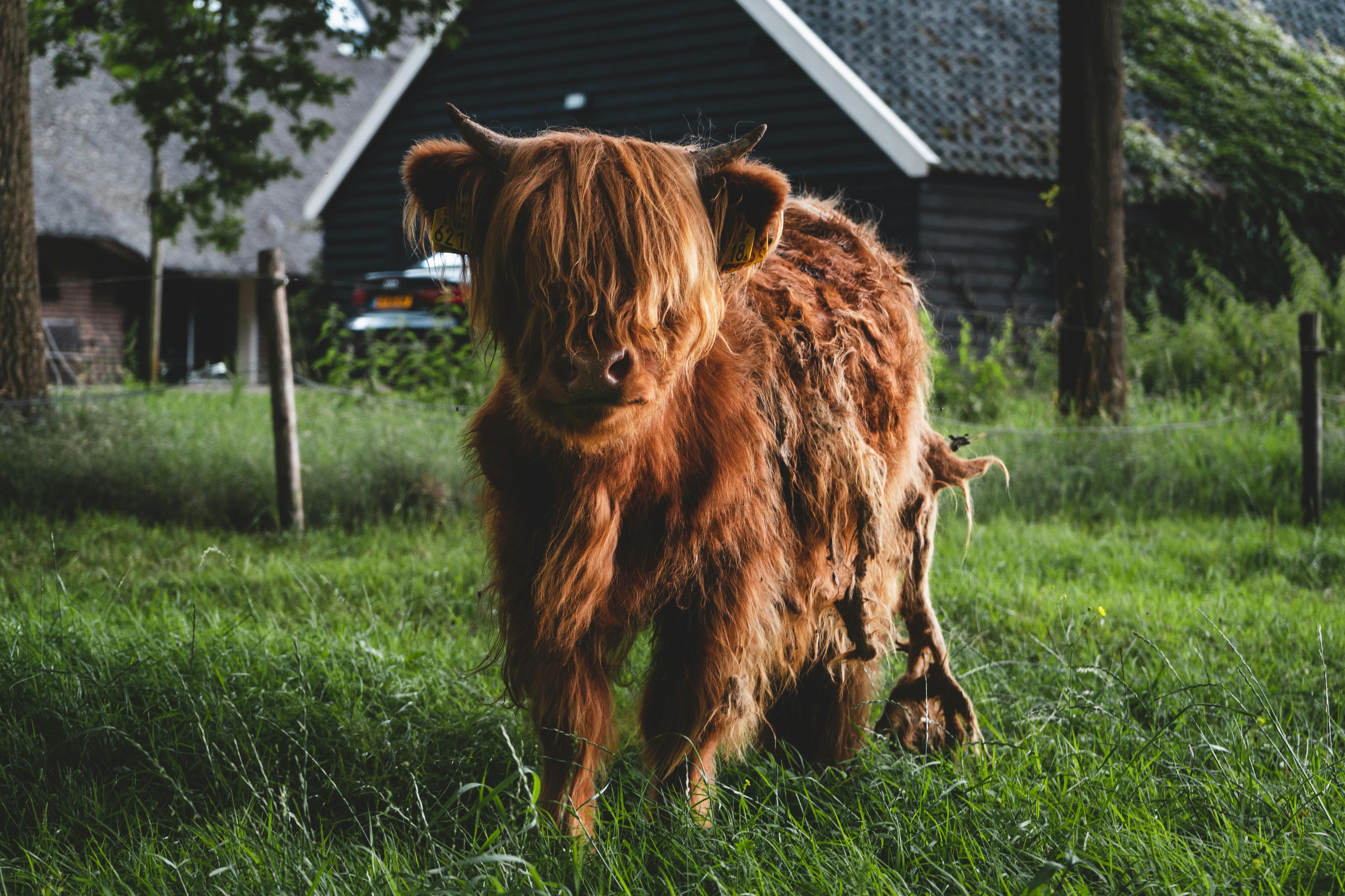 Gratuit Photos gratuites de agriculture, agriculture durable, agriculture traditionnelle Photos