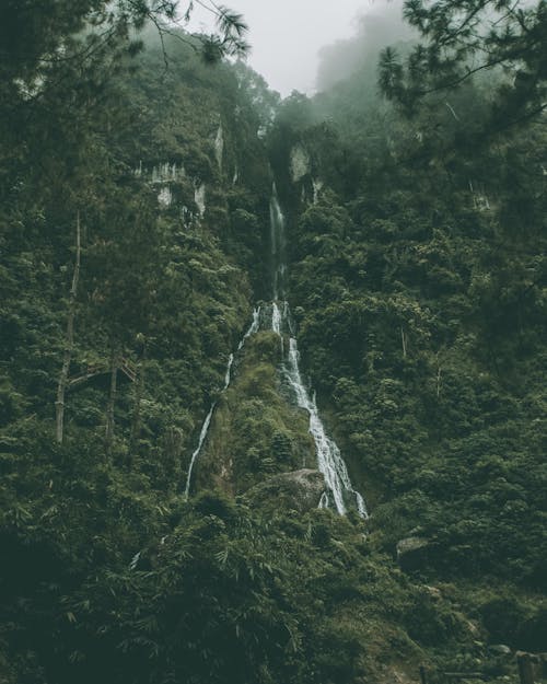 Gratis stockfoto met bergen, Bos, groene bomen