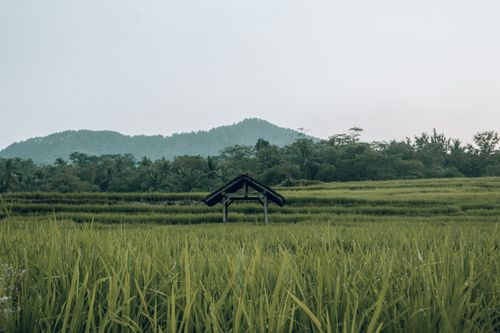 Free Serene view of a lush rice field with distant hills and tropical trees. Stock Photo