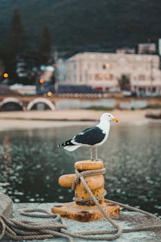 Seagull resting on a dock bollard in Cape Town harbor, South Africa at sunset.