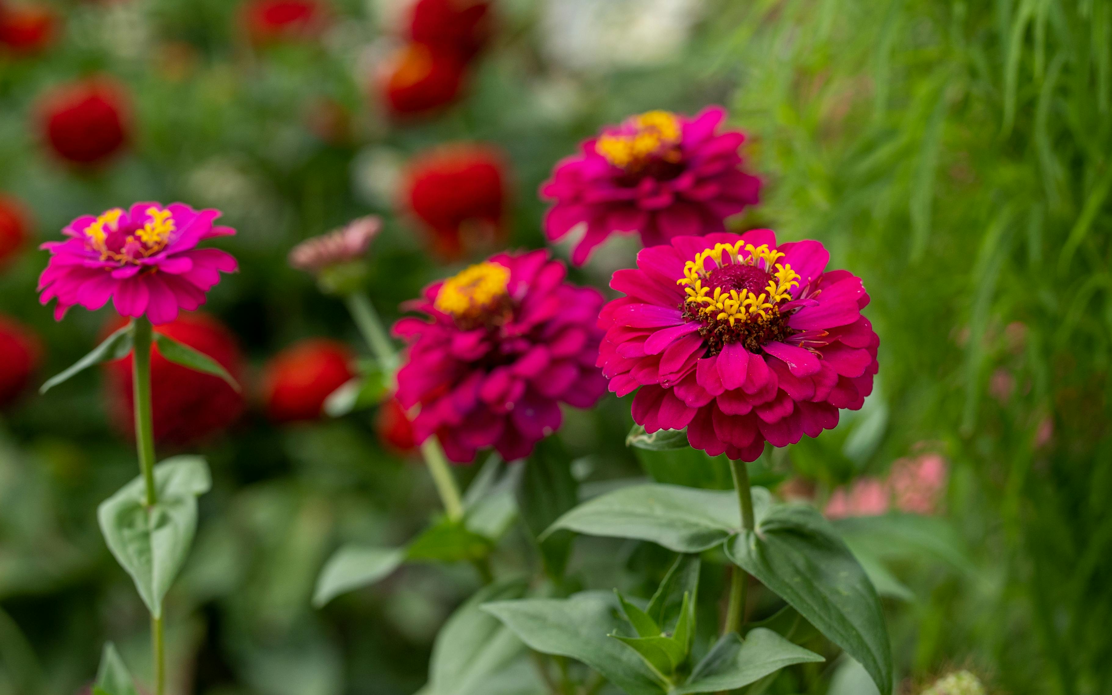 Red and Yellow Flowers in Tilt Shift Lens · Free Stock Photo