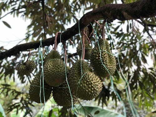 Free stock photo of agriculture, durian, malaysia