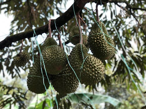 Free stock photo of agriculture, durian, malaysia Stock Photo