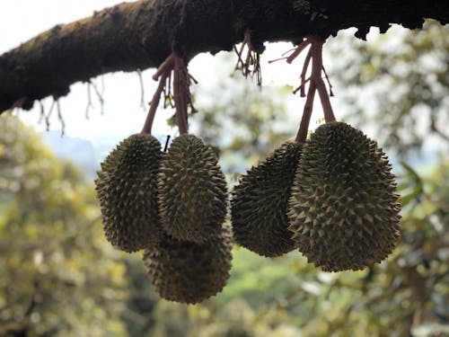 Free stock photo of agriculture, durian, malaysia