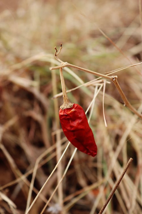 Close-Up Photo of a Red Chili Pepper