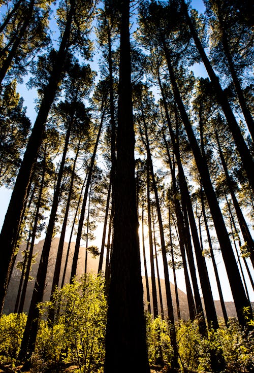 Photos gratuites de arbres, fond d'écran mobile, forêt