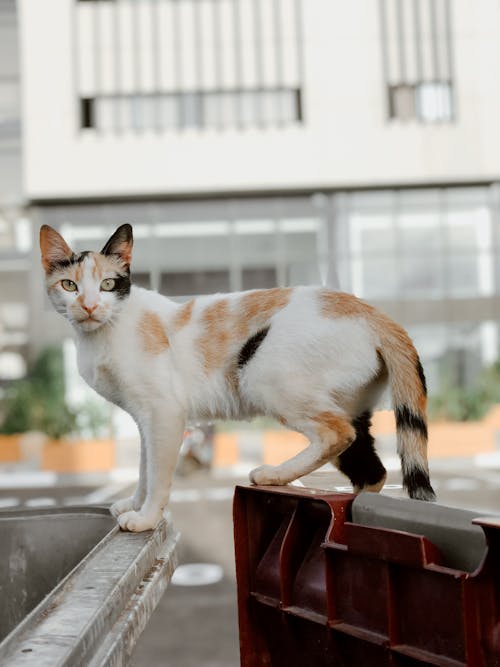 Foto d'estoc gratuïta de adorable, animal domèstic, bufó