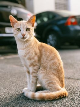 一只可爱的虎斑猫坐在摩洛哥拉巴特的街道上，背景是模糊的城市