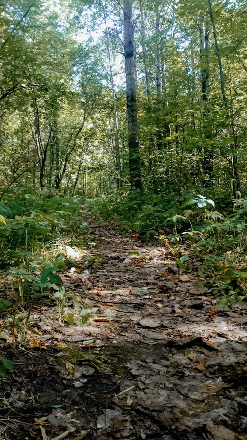 Foto profissional grátis de árvores, floresta, folhas caídas