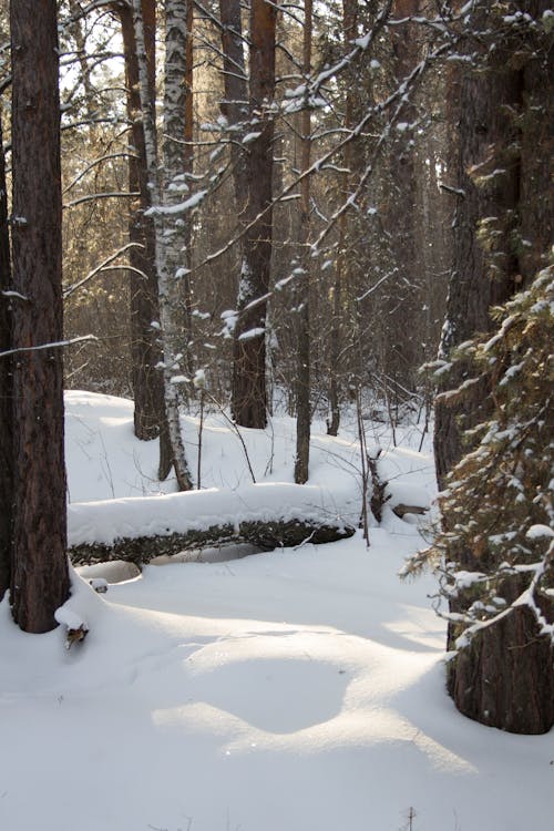 Trees in Forest During Winter Season