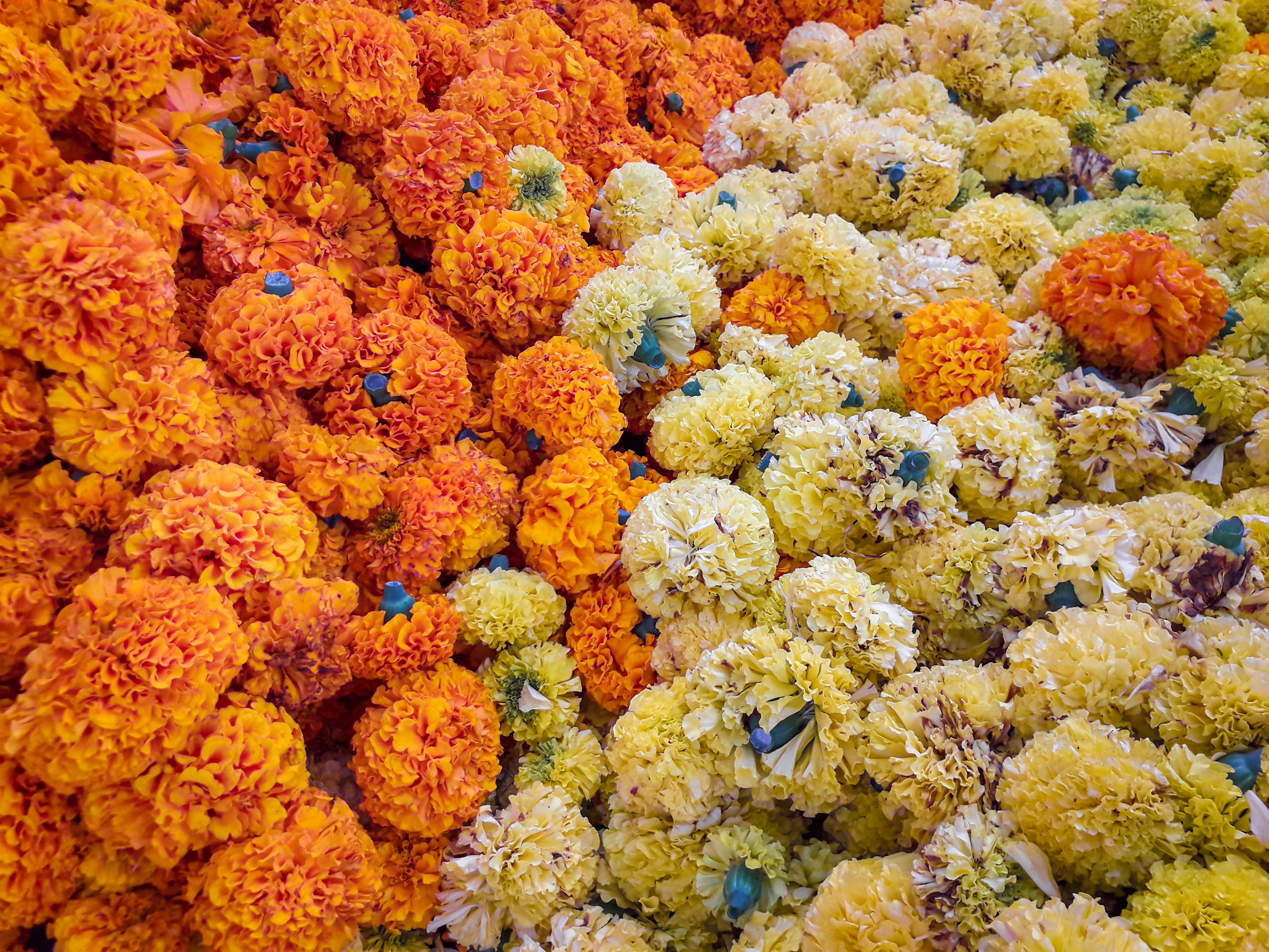 Dadar Flower Market