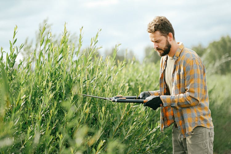 Man Trimming The Plants