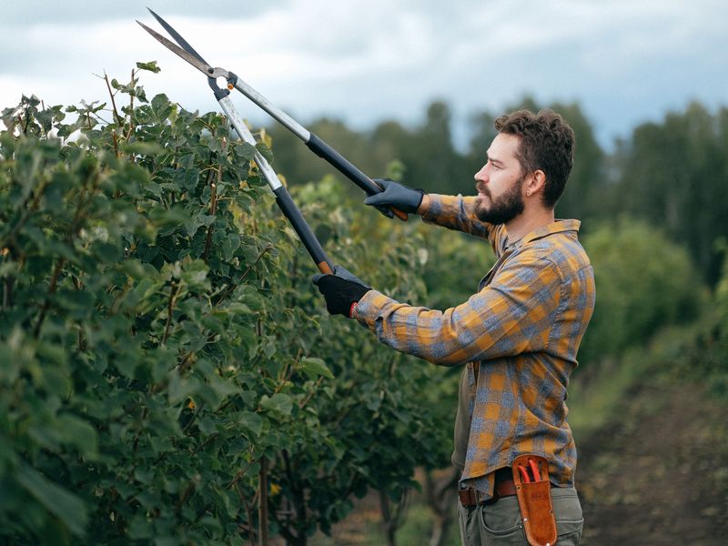 Hedge & tree trimming, Knysna