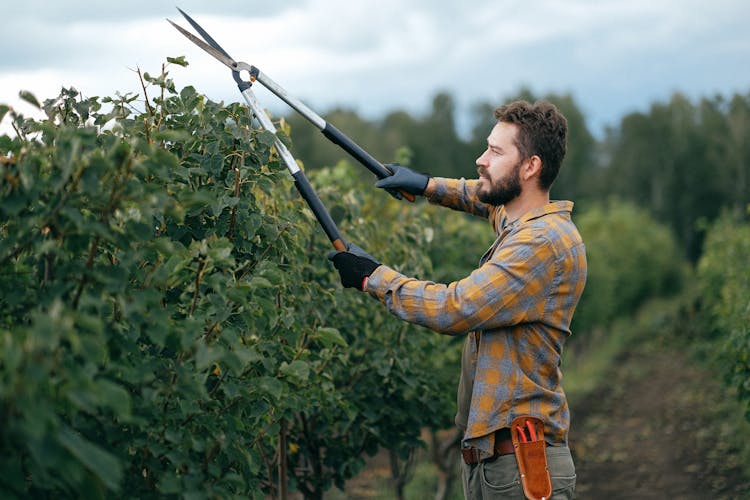 Man Trimming The Leaves